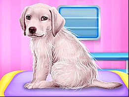 Labrador chez le docteur