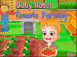 Bebe hazel culture des tomates