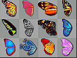 Butterfly Kyodai